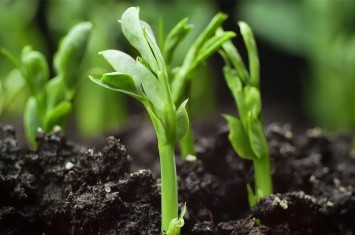 散文丨讓每一粒種子都在“西?！蔽滞涟l(fā)芽生根